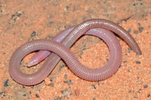 Worm Lizardon Sand Wallpaper