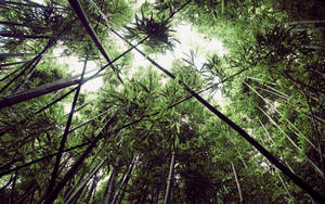 Worm's Eye View Bamboo Hd Wallpaper