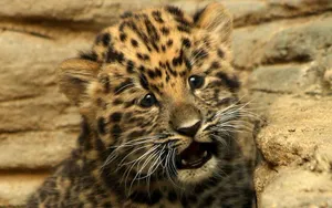 Worried Face Cheetah Wallpaper