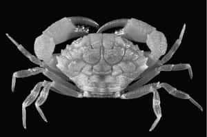 Xanthid Crab Blackand White Wallpaper