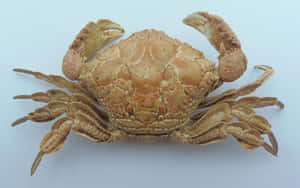 Xanthid Crab Specimen Wallpaper