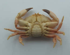Xanthid Crab Top View Wallpaper