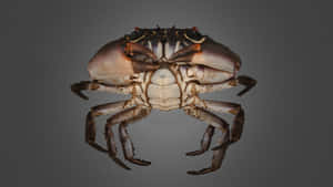 Xanthid Crab Underbelly View Wallpaper