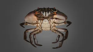 Xanthid Crab Underbelly View Wallpaper