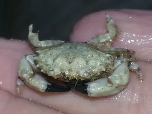 Xanthid Crabon Human Hand.jpg Wallpaper