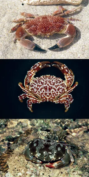 Xanthid Crabs Variety Wallpaper