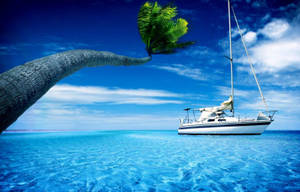 Yacht Bent Tree Wallpaper