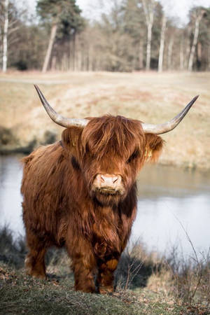 Yak By River With Forest Wallpaper