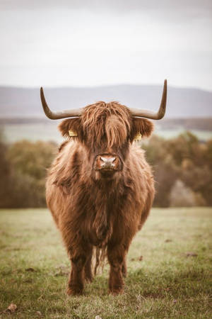 Yak Fluffy Brown On Grass Wallpaper