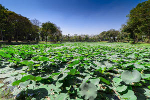 Yangon Lotus Lake Wallpaper