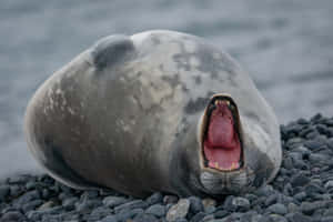 Yawning_ Crabeater_ Seal_on_ Pebbles.jpg Wallpaper