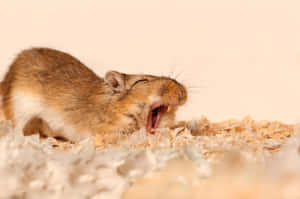 Yawning Gerbilon Bedding.jpg Wallpaper