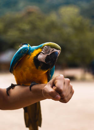 Yellow And Blue Parrot Beautiful Birds Wallpaper