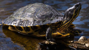 Yellow Bellied Slider Turtle Basking.jpg Wallpaper