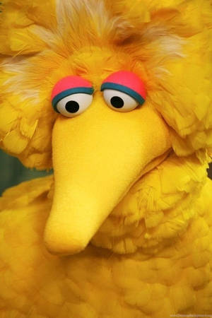 Yellow Bid Bird Closed -up Wallpaper