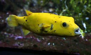 Yellow Blackspotted Boxfish Swimming Wallpaper