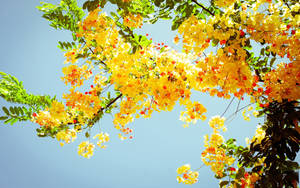 Yellow Blossoms Cute Summer Flower Wallpaper