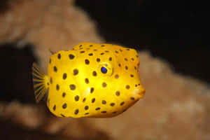 Yellow Boxfish Spotted Swimmer.jpg Wallpaper