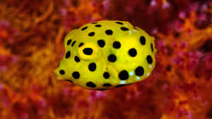 Yellow Boxfish Vibrant Coral Reef Wallpaper