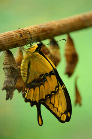 Yellow Butterfly On Blooming Flowers Wallpaper