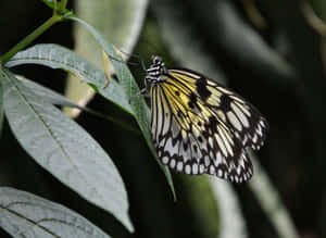 Yellow Butterfly On Lavender Bloom Wallpaper