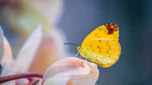 Yellow Butterfly Perched On A Flower Wallpaper