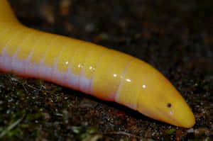 Yellow Caecilian Closeup Wallpaper