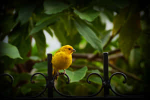 Yellow Canary 6000 X 4000 Wallpaper Wallpaper