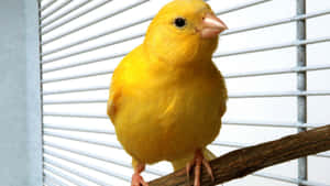 Yellow Canary Bird Perched On Branch Wallpaper