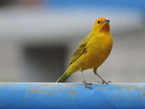 Yellow Canary On A Branch Wallpaper