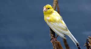 Yellow Canary Perched On A Branch Wallpaper