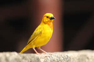 Yellow Canary Perched On A Branch Wallpaper