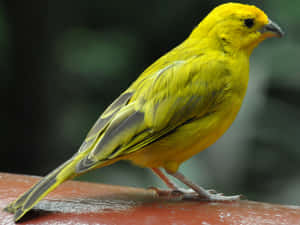 Yellow Canary Perched On Branch Wallpaper