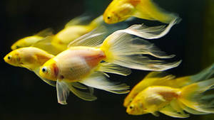 Yellow Comet Goldfishes Wallpaper