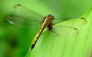 Yellow Common Clubtail Dragonfly Wallpaper