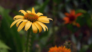 Yellow Coneflower In Full Bloom Wallpaper