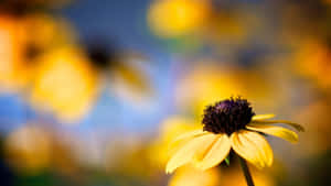 Yellow Coneflower In Full Bloom Wallpaper