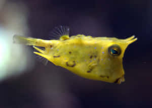 Yellow Cowfish Swimming Wallpaper