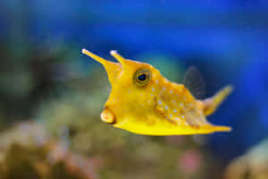 Yellow Cowfish Underwater Wallpaper