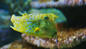 Yellow Cowfish Underwater Scene Wallpaper