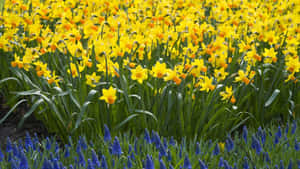 Yellow Daffodils In Full Bloom Wallpaper