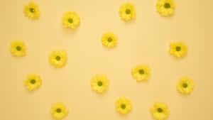 Yellow Daisy-1920x1080 Wallpaper Wallpaper