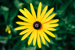 Yellow Daisy In Full Bloom Wallpaper