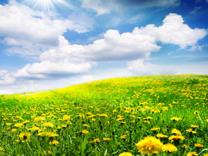 Yellow Dandelions In Beautiful Spring Wallpaper