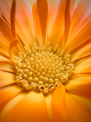 Yellow Disk Florets Of Daisy Iphone Wallpaper