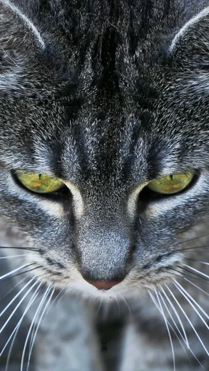 Yellow Eyed Black Tabby Cat Iphone Wallpaper