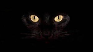 Yellow-eyed Cat Coolest Desktop Wallpaper