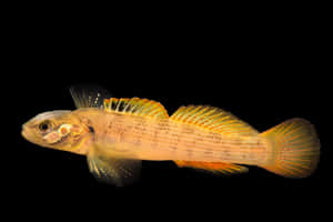 Yellow Finned Freshwater Fish Black Background Wallpaper