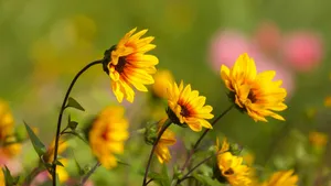Yellow Floral Beauty Wallpaper
