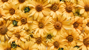 Yellow Floral Bloom Wallpaper